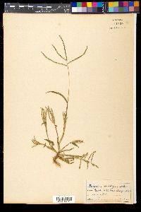 Image of Paspalum pleostachyum