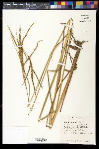 Paspalum plicatulum image