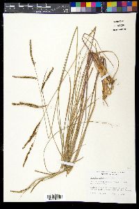 Paspalum plicatulum image