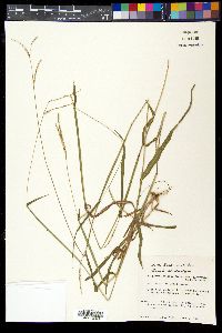 Paspalum setaceum var. stramineum image