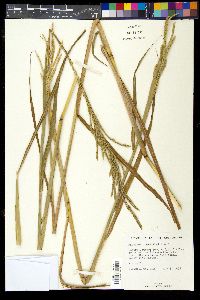 Paspalum urvillei image