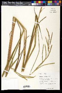 Paspalum urvillei image