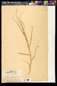 Panicum repens image