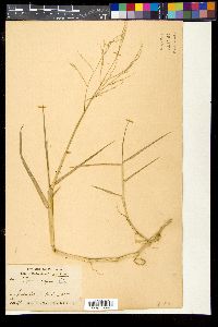 Panicum repens image