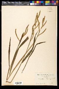 Paspalum thunbergii image