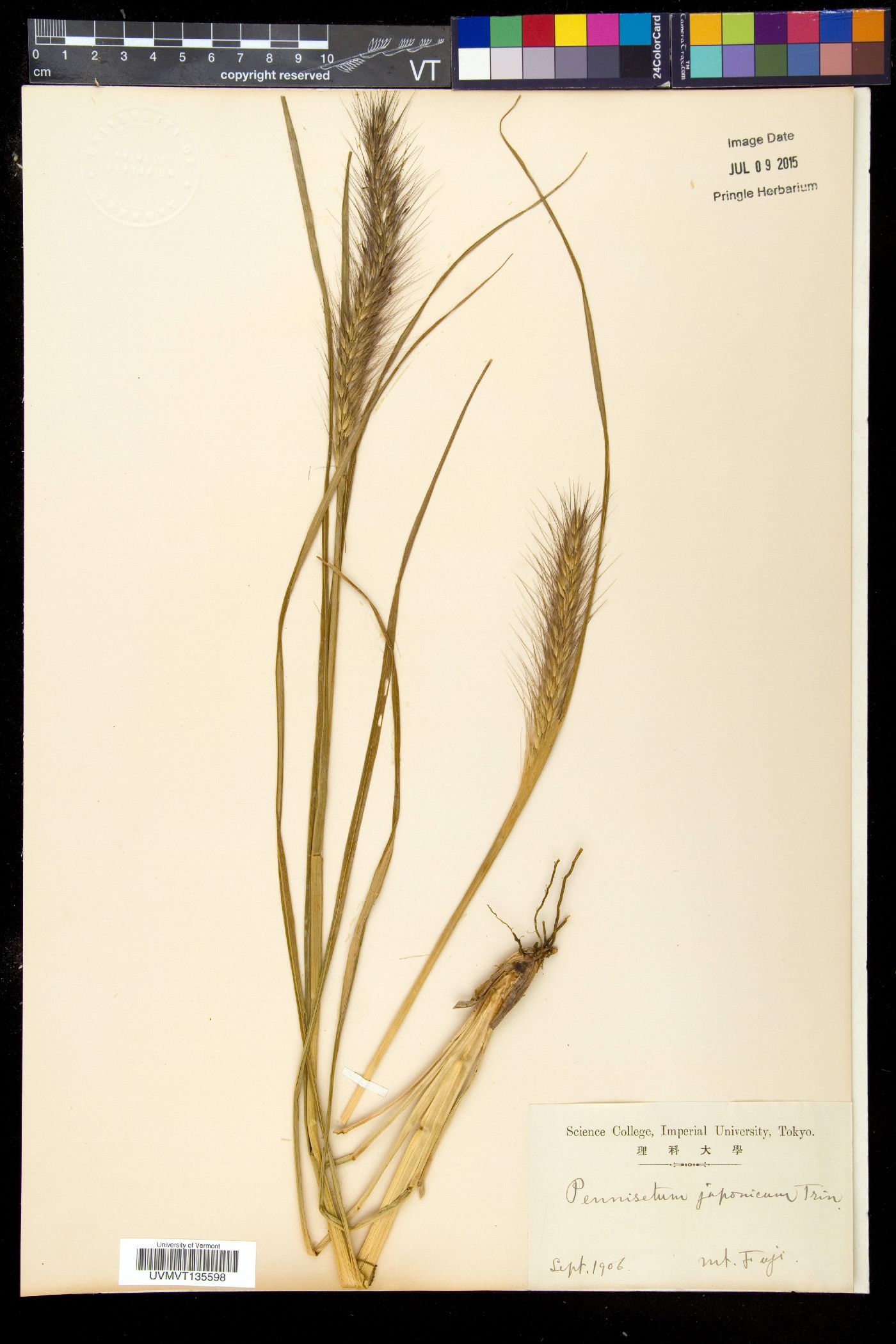 Pennisetum japonicum image