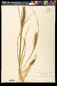 Pennisetum japonicum image
