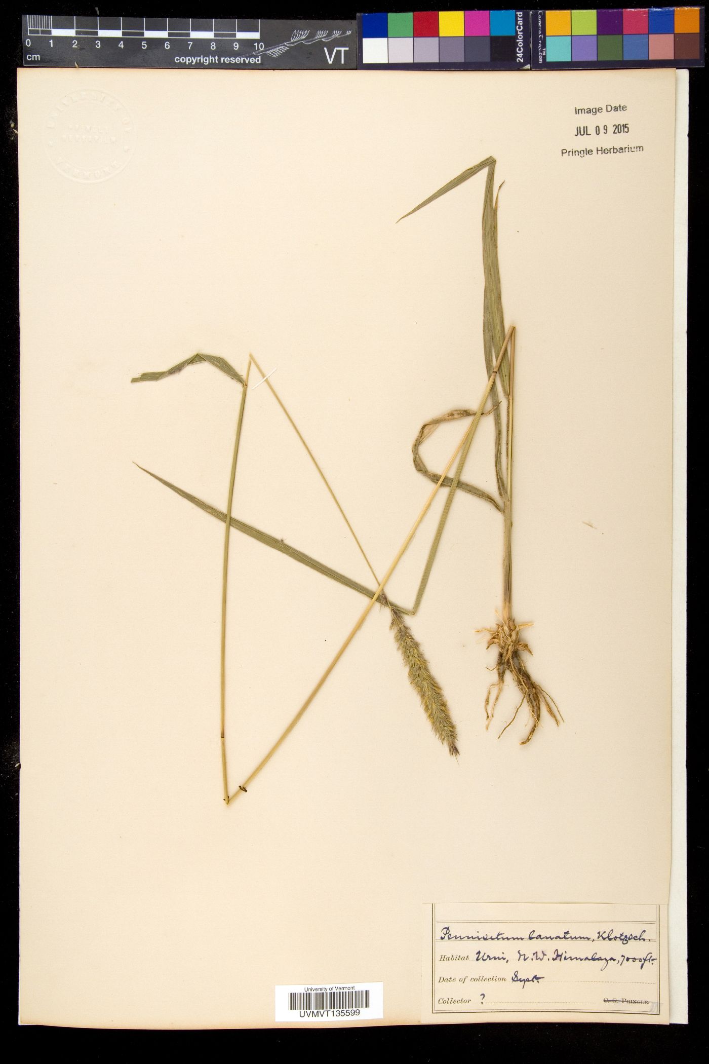 Pennisetum lanatum image