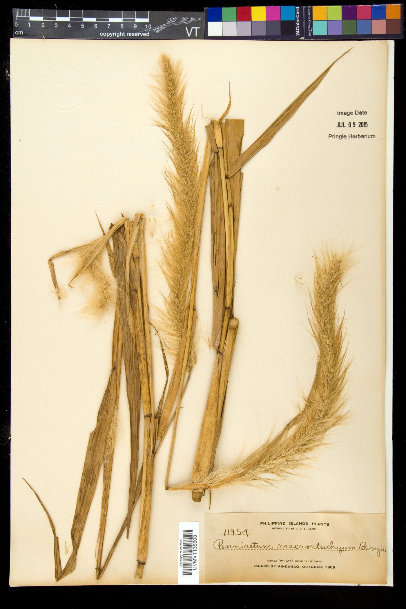 Pennisetum macrostachyum image