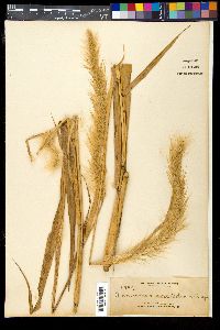 Pennisetum macrostachyum image