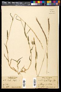 Perotis latifolia image