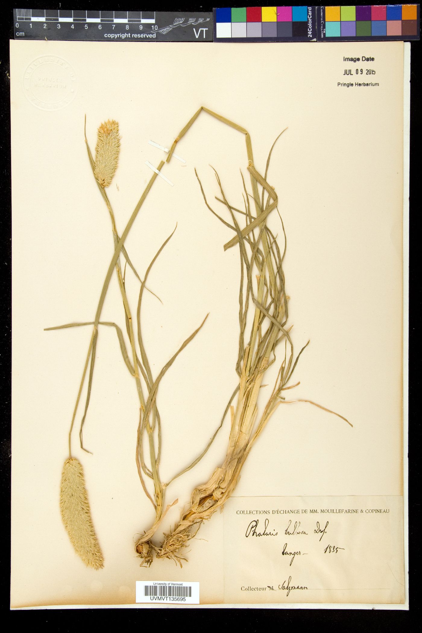 Phalaris bulbosa image