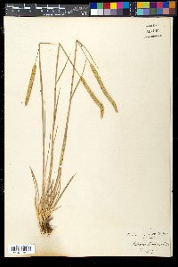 Phleum phleoides image