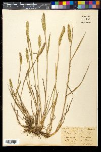 Image of Phleum michelii