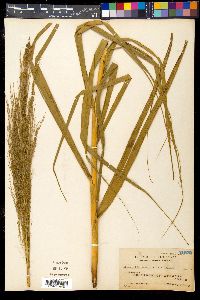 Phragmites australis image