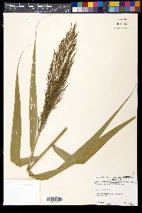 Phragmites karka image