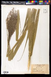 Phragmites karka image