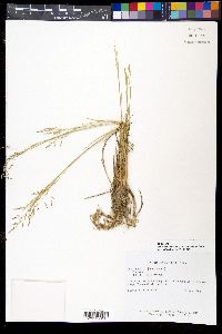Eragrostis airoides image