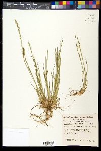 Poa bigelovii image