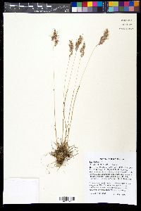 Poa bulbosa image