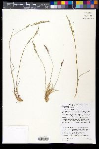 Poa secunda var. secunda image