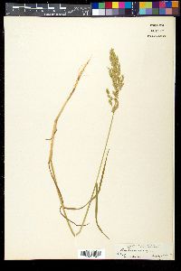 Poa trivialis image