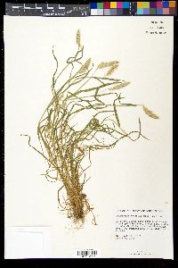 Polypogon monspeliensis image