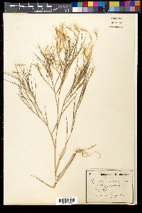 Image of Pogonatherum paniceum