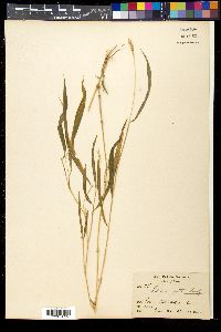Image of Microstegium fasciculatum