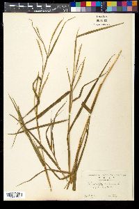 Image of Hemarthria sibirica