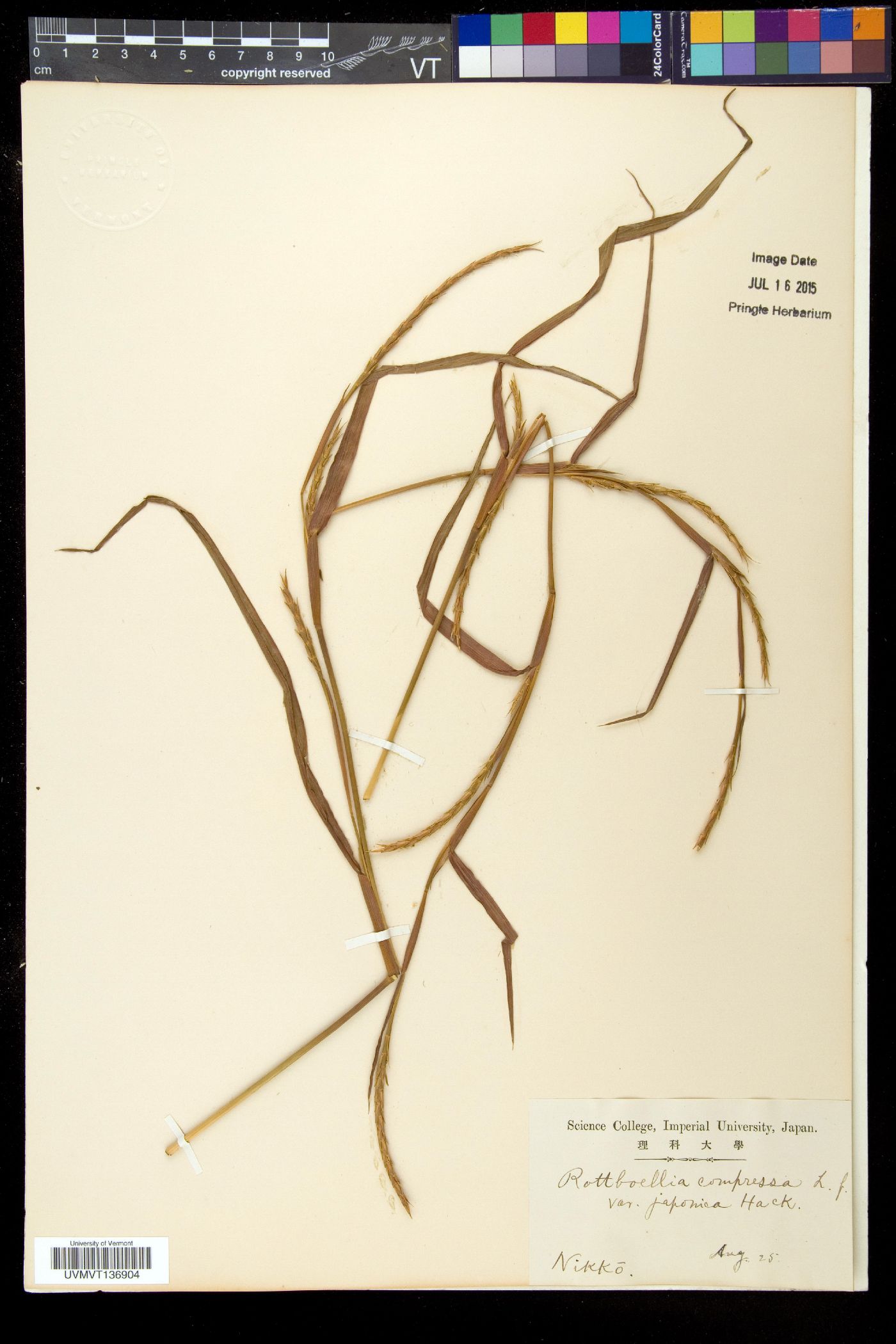 Hemarthria sibirica image
