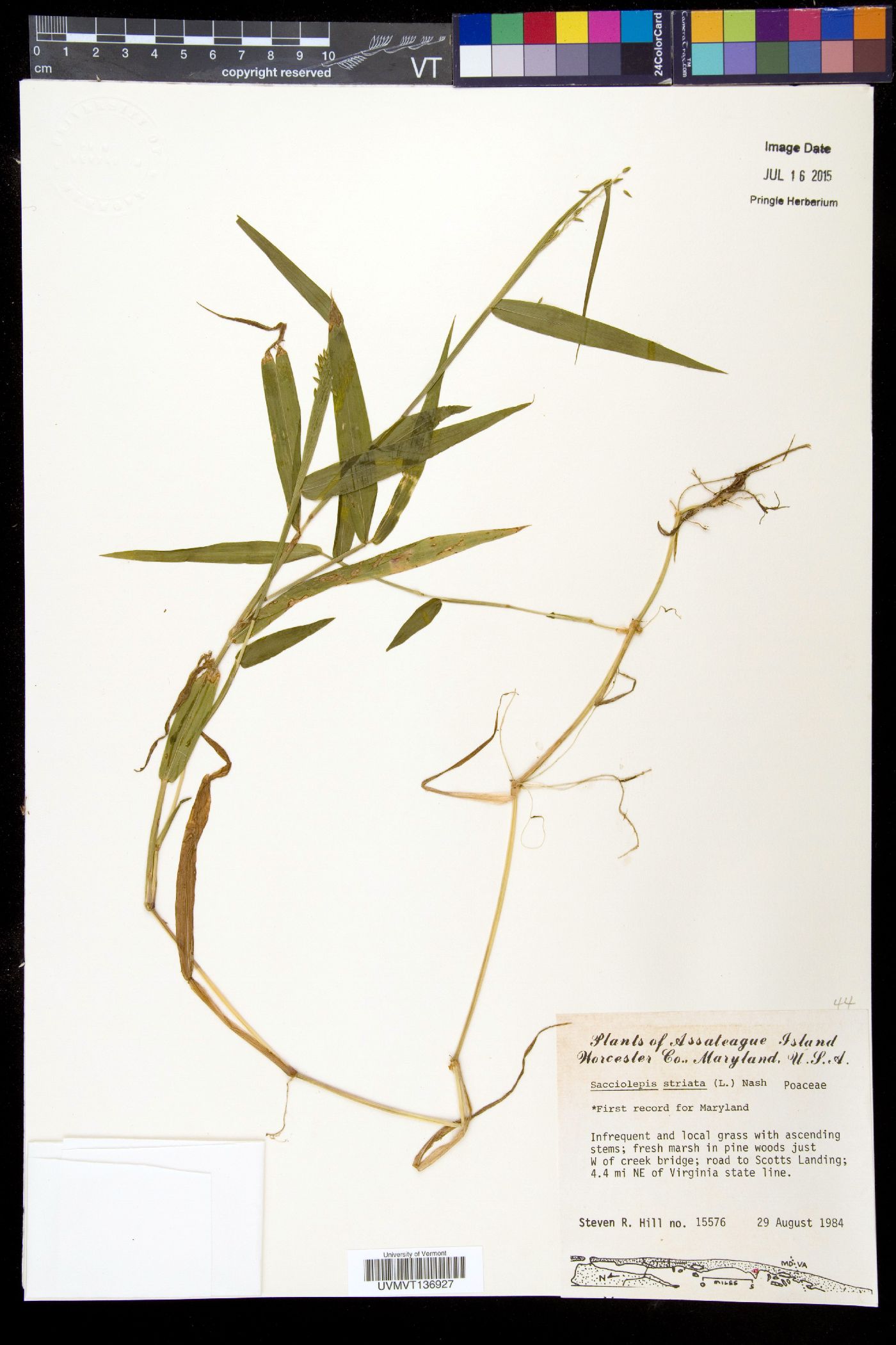 Sacciolepis striata image