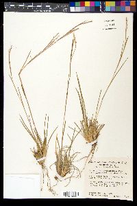 Schizachyrium scoparium var. scoparium image