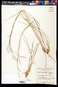 Schizachyrium scoparium var. scoparium image