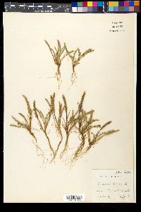 Catapodium marinum image