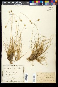 Oreochloa disticha image