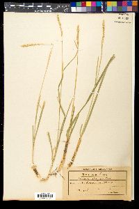 Sesleria elongata image