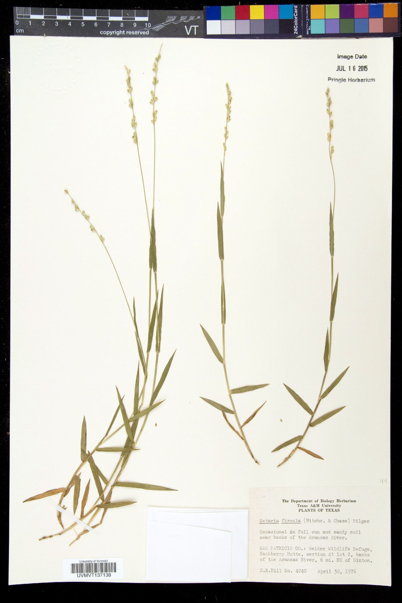 Setaria reverchonii subsp. firmula image