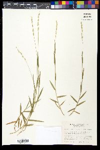 Setaria reverchonii subsp. firmula image