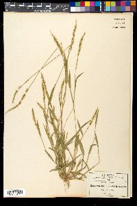 Setaria grisebachii image