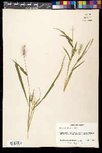 Setaria grisebachii image