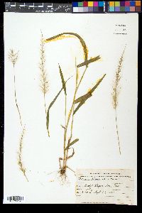 Setaria grisebachii image