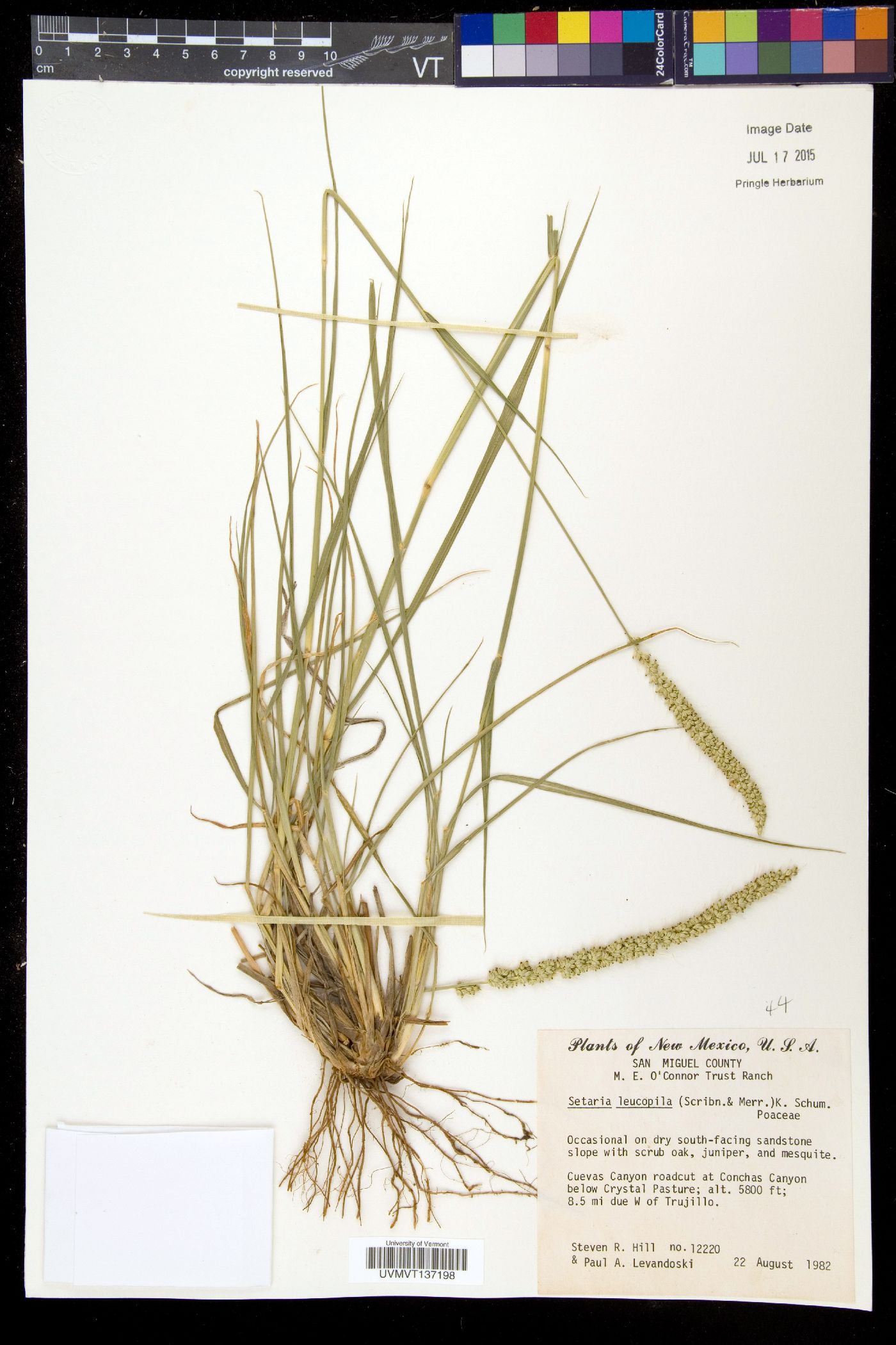 Setaria oblongata image