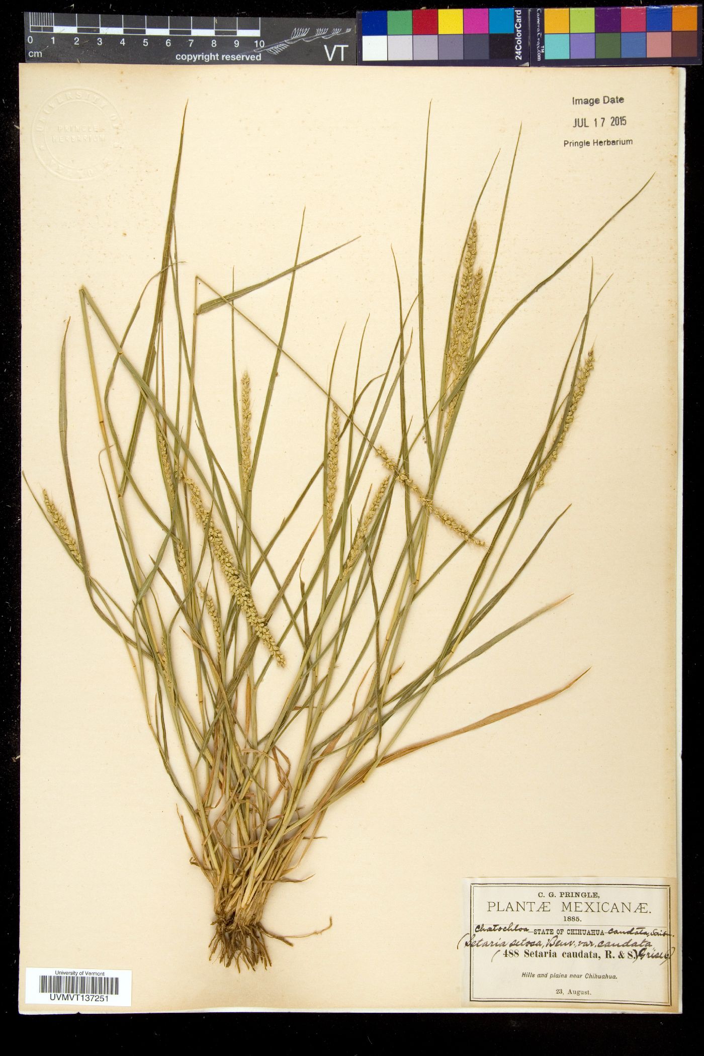 Setaria setosa image