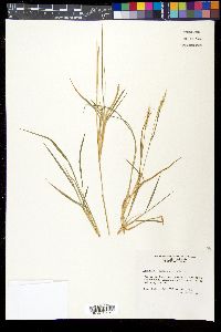 Setaria texana image