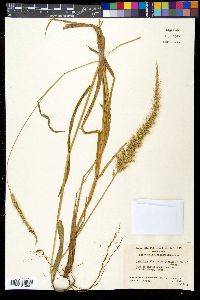 Setaria verticillata image