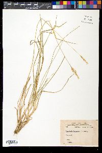 Sieglingia decumbens image