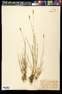 Sieglingia decumbens image