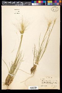 Elymus elymoides subsp. elymoides image