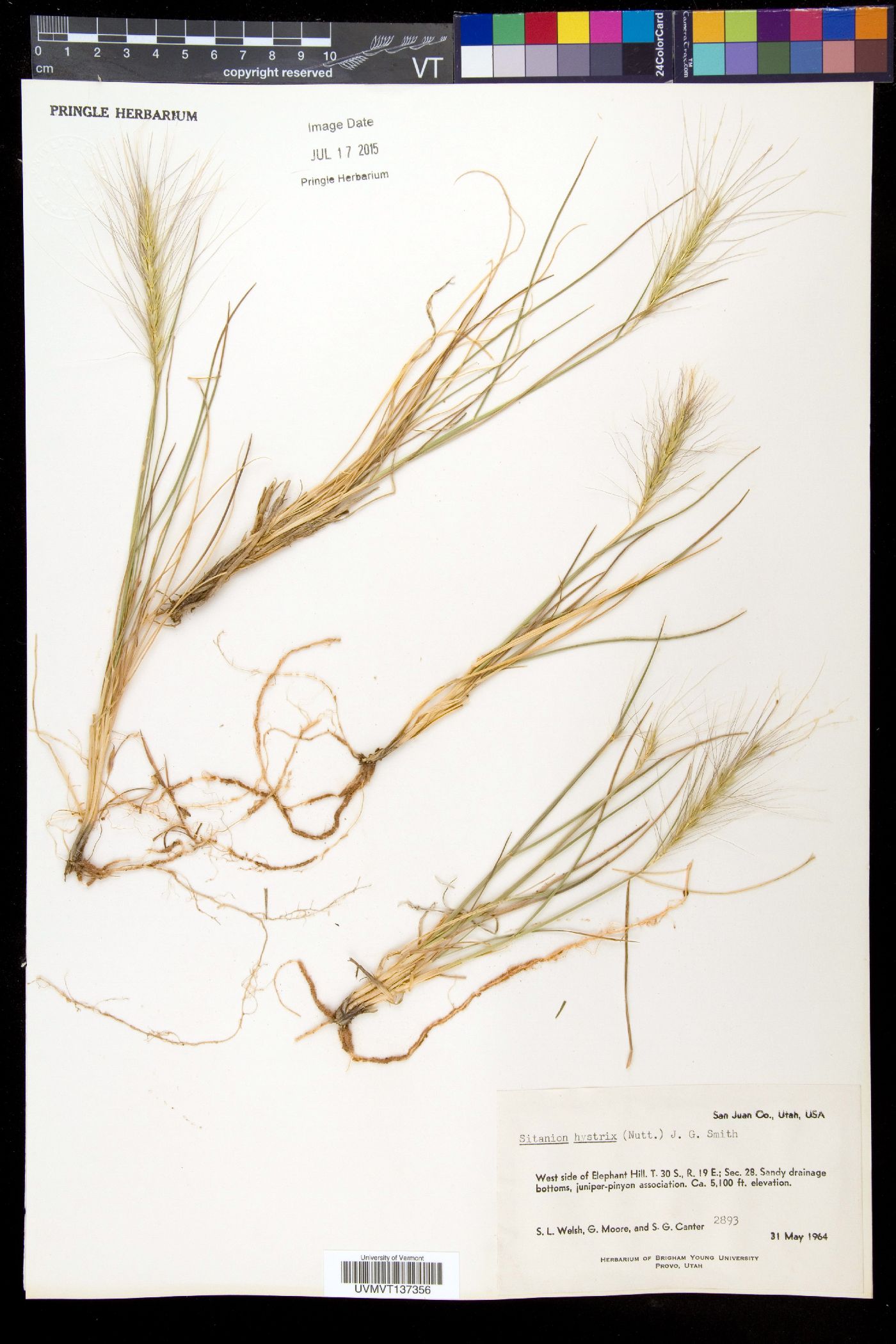 Elymus elymoides subsp. elymoides image